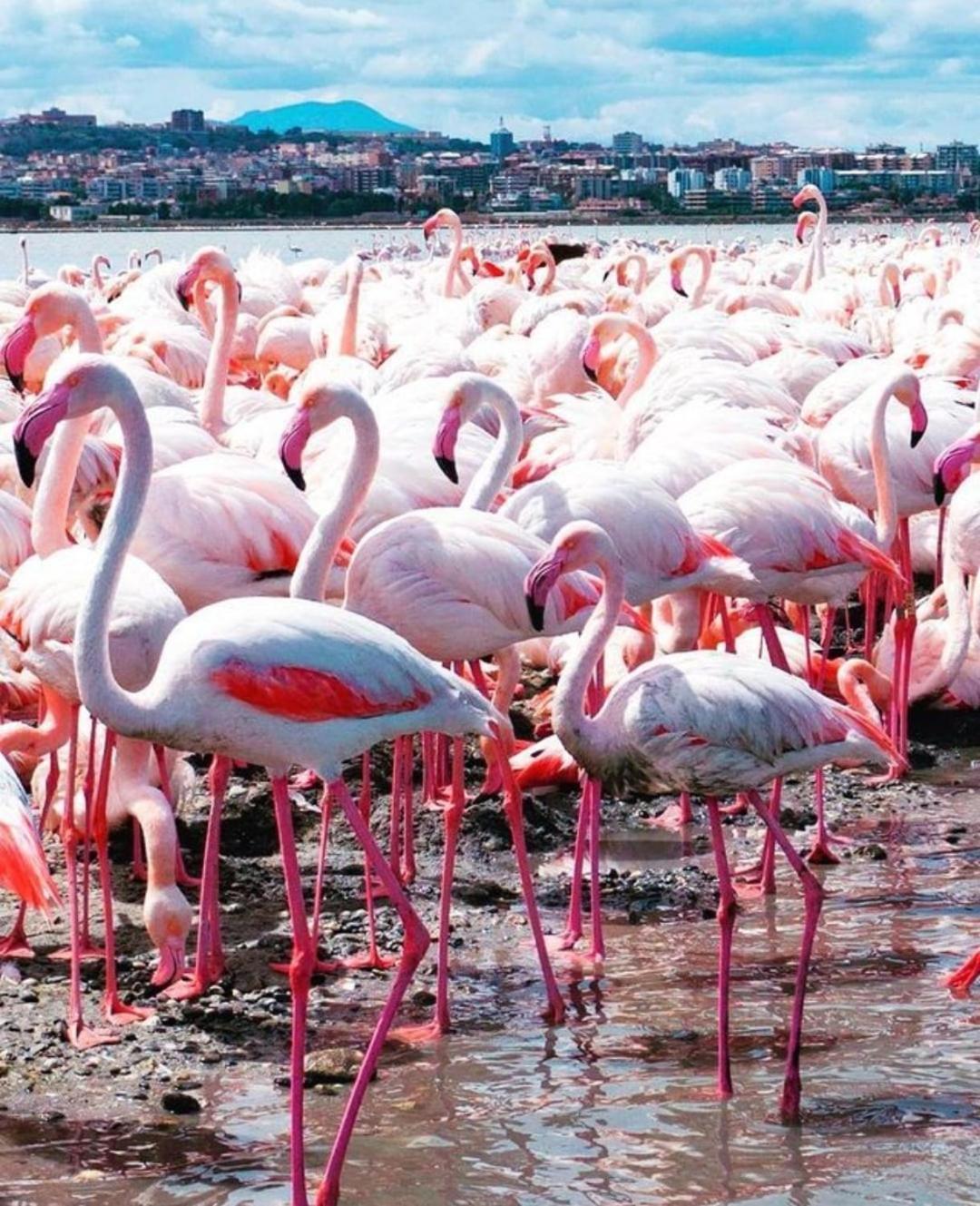 Gala Sardinia Ξενοδοχείο Κάλιαρι Εξωτερικό φωτογραφία